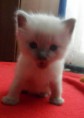 /album/fotogalerie-gerry-od-1-mesice-vyse/gerry1mesi-jpg/