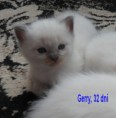 /album/fotogalerie-gerry-od-1-mesice-vyse/gerry32-jpg/