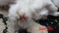 /album/fotogalerie-gwen-od-1-mesice-vyse/sam-7513-jpg/