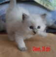 /album/fotogalerie-gwen-od-1-mesice-vyse/sam-7633-jpg/