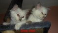 /album/gwen-2-mesice-a-vyse/sam-8264-jpg/