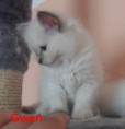 /album/gwen-2-mesice-a-vyse/sam-8277-jpg1/