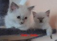 /album/gwen-2-mesice-a-vyse/sam-8278-jpg/