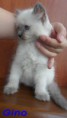 /album/fotogalerie-gino-od-2-mesicu-vyse/sam-8384-jpg/
