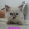 /album/gwen-2-mesice-a-vyse/sam-8453-jpg1/