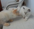 /album/gwen-2-mesice-a-vyse/sam-8463-jpg/