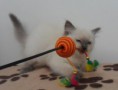 /album/fotogalerie-gino-od-2-mesicu-vyse/sam-8609-jpg/