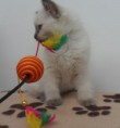/album/fotogalerie-gino-od-2-mesicu-vyse/sam-8611-jpg/